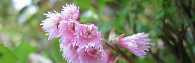 花春ページ 春の花図鑑｜尾瀬へようこそ